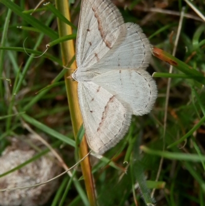 Taxeotis endela (Looper or geometer moth) at Mount Majura - 18 Nov 2015 by Qwerty