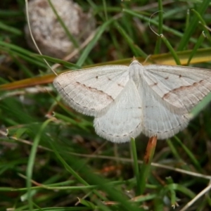 Taxeotis endela at Canberra Central, ACT - 19 Nov 2015