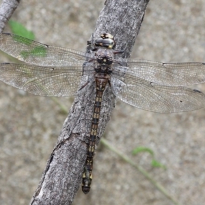 Austroaeschna atrata at Paddys River, ACT - 4 Feb 2017