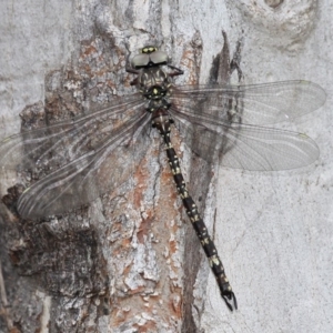 Austroaeschna multipunctata at Paddys River, ACT - 4 Feb 2017