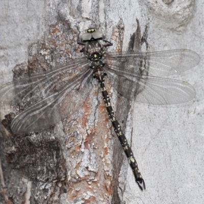 Austroaeschna multipunctata (Multi-spotted Darner) at Gibraltar Pines - 4 Feb 2017 by HarveyPerkins