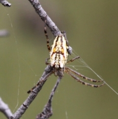 Plebs bradleyi (Enamelled spider) at Paddys River, ACT - 4 Feb 2017 by HarveyPerkins