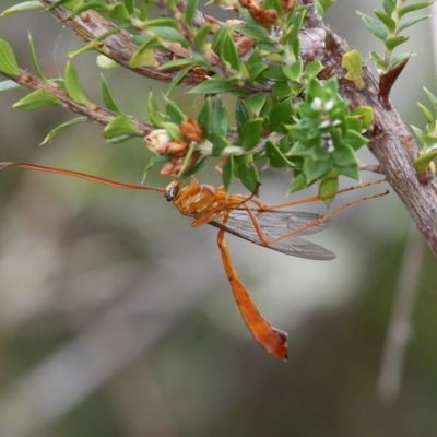 Netelia sp. (genus) (An Ichneumon wasp) at Gibraltar Pines - 4 Feb 2017 by HarveyPerkins