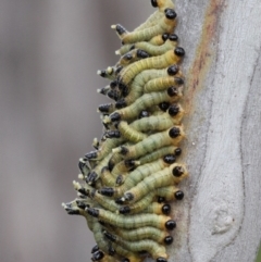 Pseudoperga sp. (genus) (Sawfly, Spitfire) at Paddys River, ACT - 4 Feb 2017 by HarveyPerkins