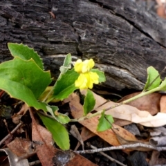 Goodenia hederacea subsp. hederacea (Ivy Goodenia, Forest Goodenia) at Bruce Ridge - 2 Feb 2017 by JanetRussell