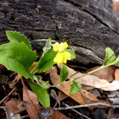 Goodenia hederacea subsp. hederacea (Ivy Goodenia, Forest Goodenia) at Bruce Ridge - 2 Feb 2017 by JanetRussell