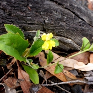 Goodenia hederacea subsp. hederacea at Point 5811 - 3 Feb 2017