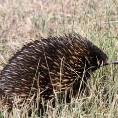 Tachyglossus aculeatus (Short-beaked Echidna) at Coree, ACT - 29 Jan 2017 by HarveyPerkins