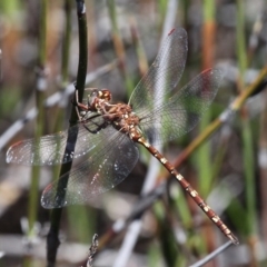 Archaeosynthemis orientalis (Eastern Brown Tigertail) at Cotter River, ACT - 29 Jan 2017 by HarveyPerkins