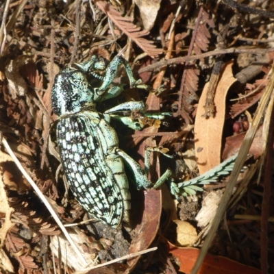 Chrysolopus spectabilis (Botany Bay Weevil) at Bruce Ridge - 3 Feb 2017 by JanetRussell