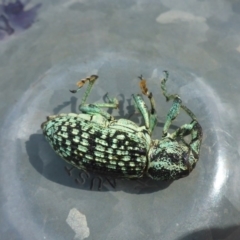 Chrysolopus spectabilis at O'Connor, ACT - 3 Feb 2017 09:57 AM