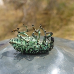 Chrysolopus spectabilis at O'Connor, ACT - 3 Feb 2017