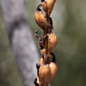 Gastrodia procera at Cotter River, ACT - 29 Jan 2017