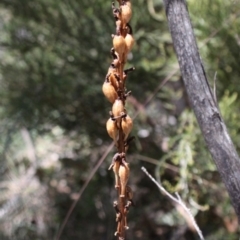 Gastrodia procera at Cotter River, ACT - 29 Jan 2017