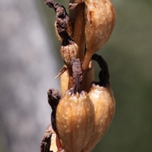 Gastrodia procera at Cotter River, ACT - 29 Jan 2017