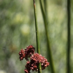 Juncus phaeanthus (Dark-flower Rush) at Cotter River, ACT - 29 Jan 2017 by HarveyPerkins