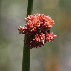 Juncus phaeanthus at Cotter River, ACT - 29 Jan 2017