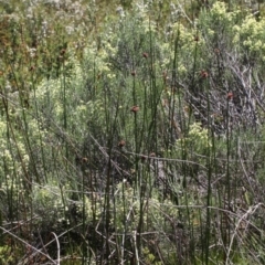 Juncus phaeanthus at Cotter River, ACT - 29 Jan 2017