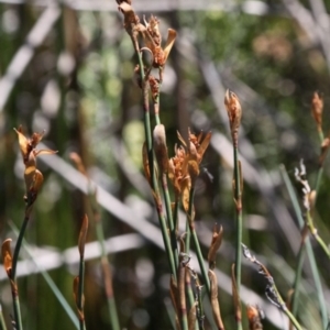 Baloskion australe at Cotter River, ACT - 29 Jan 2017