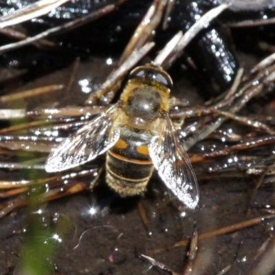 Eristalis tenax (Drone fly) at Cotter River, ACT - 29 Jan 2017 by HarveyPerkins