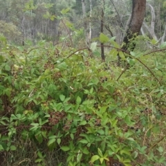 Rubus anglocandicans (Blackberry) at Jerrabomberra, ACT - 4 Feb 2017 by Mike