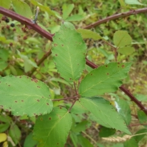 Rubus anglocandicans at Jerrabomberra, ACT - 5 Feb 2017 09:25 AM