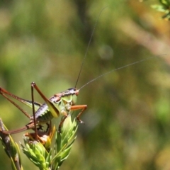 Chlorodectes montanus (Montane green shield back katydid) at Namadgi National Park - 29 Jan 2017 by HarveyPerkins