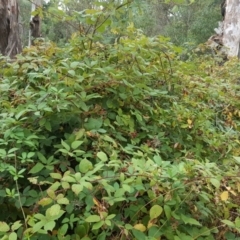 Rubus anglocandicans (Blackberry) at Jerrabomberra, ACT - 5 Feb 2017 by Mike