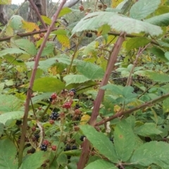 Rubus anglocandicans at Jerrabomberra, ACT - 5 Feb 2017