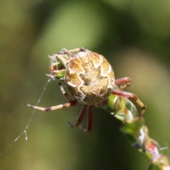 Araneus hamiltoni (Hamilton's Orb Weaver) at Cotter River, ACT - 29 Jan 2017 by HarveyPerkins