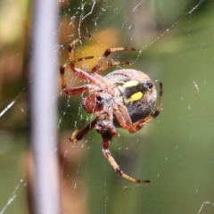 Araneus hamiltoni at Cotter River, ACT - 29 Jan 2017