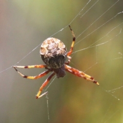 Araneus hamiltoni at Cotter River, ACT - 29 Jan 2017 01:53 PM