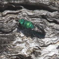 Primeuchroeus sp. (genus) (Cuckoo Wasp) at Namadgi National Park - 29 Jan 2017 by HarveyPerkins