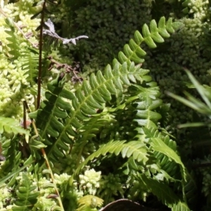 Blechnum penna-marina at Cotter River, ACT - 29 Jan 2017 02:00 PM