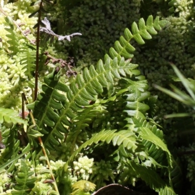 Blechnum penna-marina (Alpine Water Fern) at Cotter River, ACT - 29 Jan 2017 by HarveyPerkins