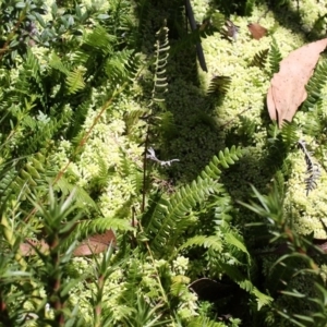 Blechnum penna-marina at Cotter River, ACT - 29 Jan 2017