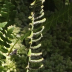 Blechnum penna-marina at Cotter River, ACT - 29 Jan 2017