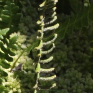 Blechnum penna-marina at Cotter River, ACT - 29 Jan 2017