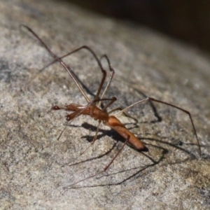 Tetragnatha sp. (genus) at Cotter River, ACT - 29 Jan 2017