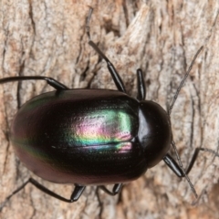 Chalcopteroides cupripennis (Rainbow darkling beetle) at Mulligans Flat - 4 Feb 2017 by CedricBear