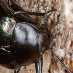 Chalcopteroides cupripennis at Gungahlin, ACT - 4 Feb 2017