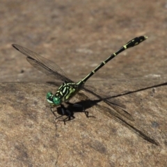 Austrogomphus ochraceus (Jade Hunter) at Cotter River, ACT - 29 Jan 2017 by HarveyPerkins