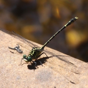 Austrogomphus ochraceus at Cotter River, ACT - 29 Jan 2017