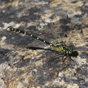 Hemigomphus gouldii at Cotter River, ACT - 29 Jan 2017 04:01 PM