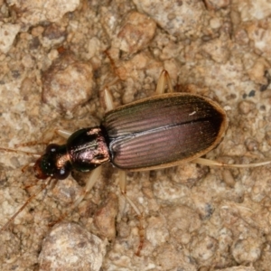 Chlaenius darlingensis at Gungahlin, ACT - 4 Feb 2017