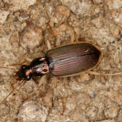 Chlaenius darlingensis (Carab beetle) at Mulligans Flat - 4 Feb 2017 by CedricBear