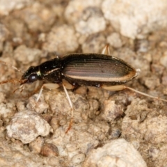 Chlaenius darlingensis at Gungahlin, ACT - 4 Feb 2017 09:10 PM