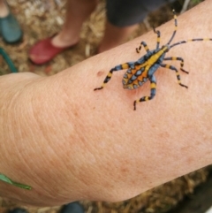 Amorbus (genus) (Eucalyptus Tip bug) at Hughes, ACT - 4 Feb 2017 by millsey