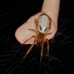 Phonognatha graeffei (Leaf Curling Spider) at Forde, ACT - 4 Feb 2017 by CedricBear