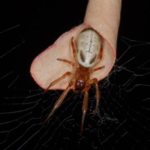 Phonognatha graeffei at Forde, ACT - 4 Feb 2017 09:57 PM